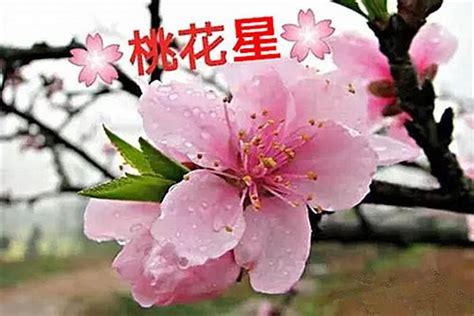 八字無花怎麼辦|命带桃花，花不花？自己怎么查？